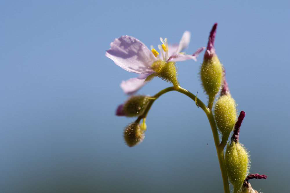 Fiore Drosera Filiformis