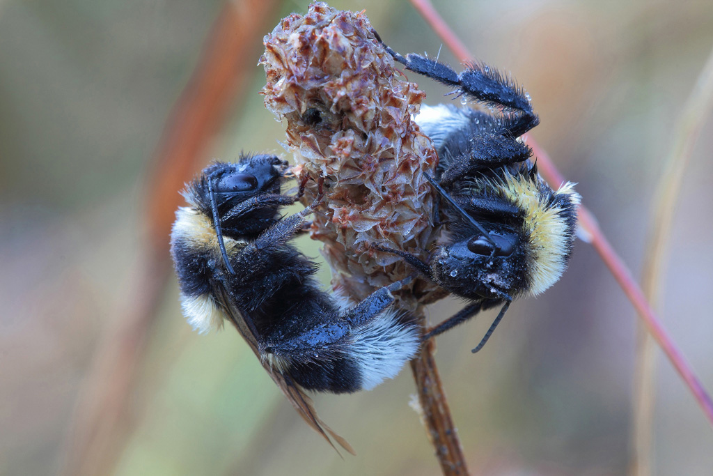 ...Il Giorno Del Bombo...!!!