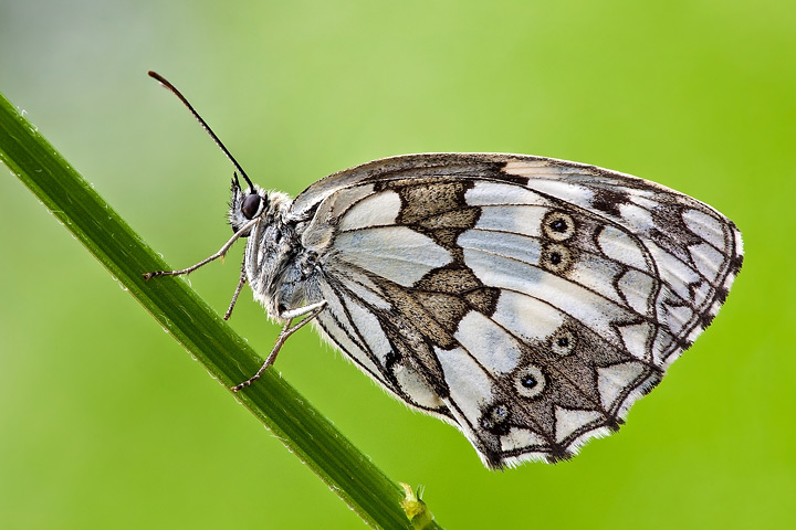 Melanargia