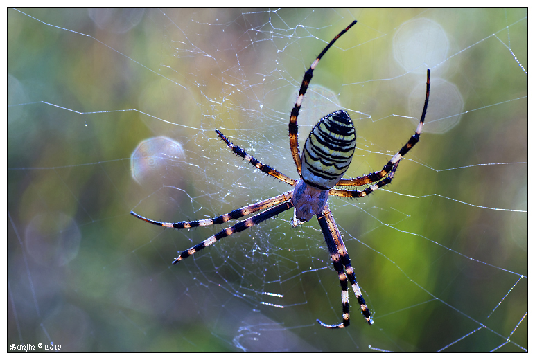 Argiope bruennichi