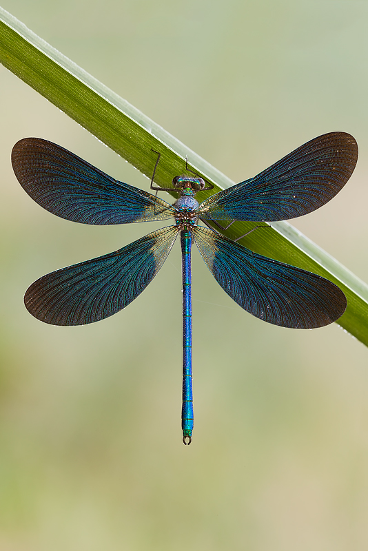 ...Calopteryx Splendens...