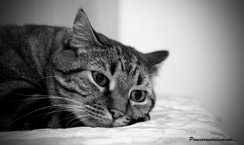 Pensierandolamente...