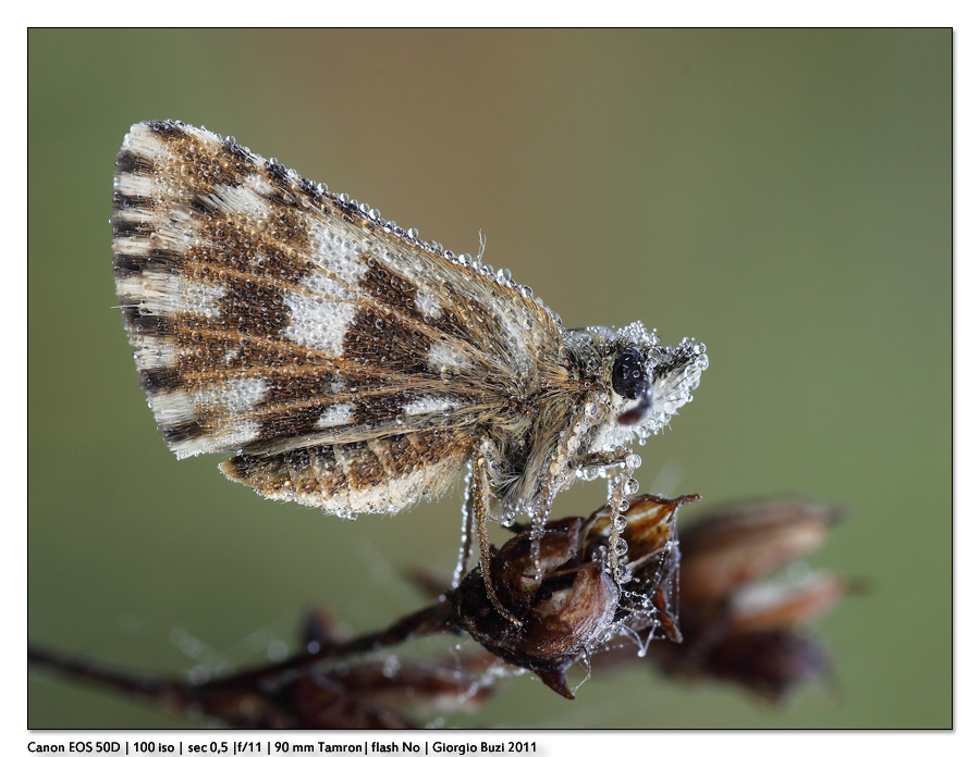 Il mittttico 90ino...