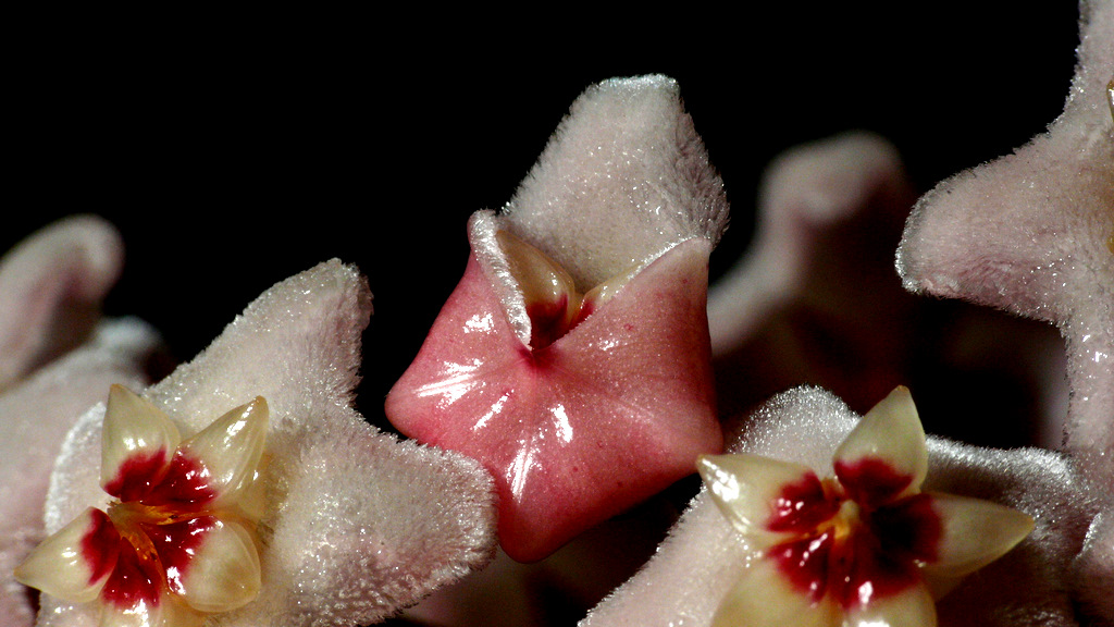 SBOCCIO..O NON SBOCCIO ?!