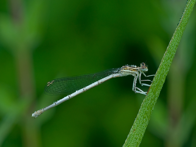 Ischnura elegans