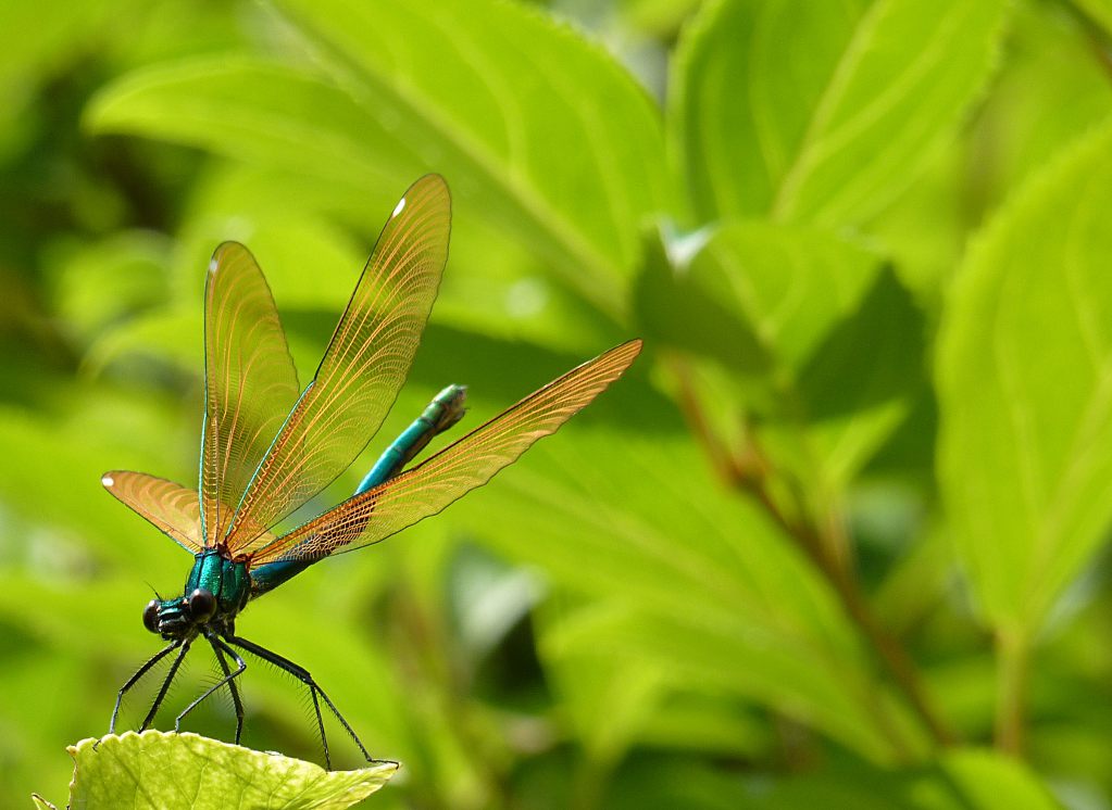 Libellula