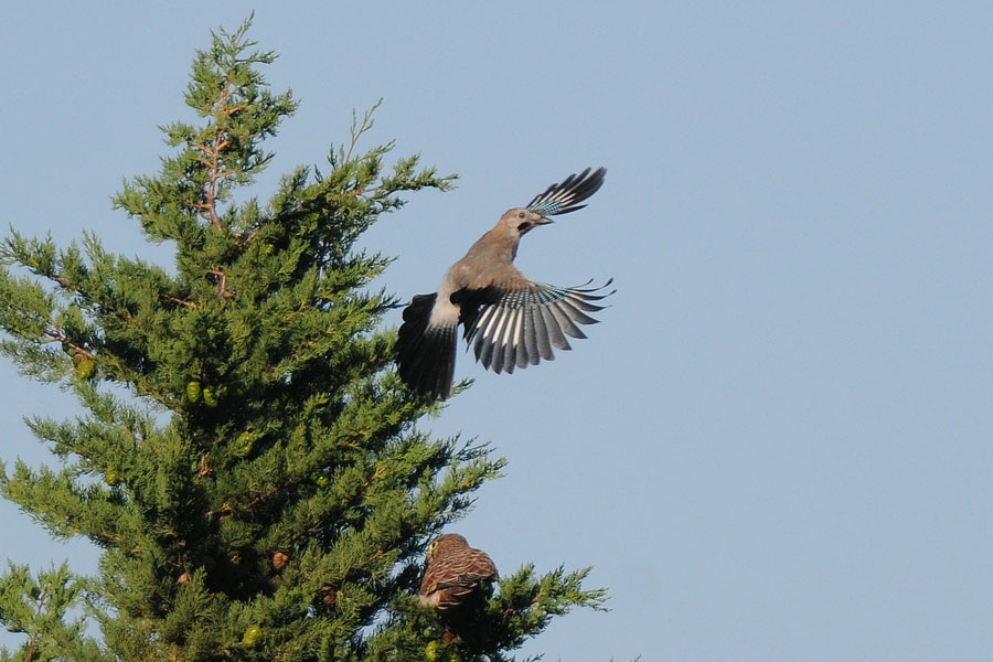 la ghiandaia e il gheppio