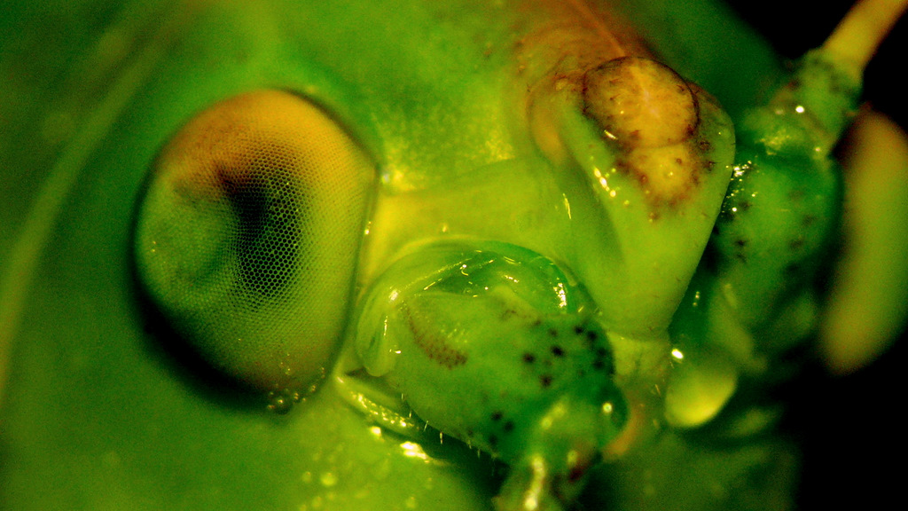 CAVALLETTA CON OCCHIO AMMACCATO