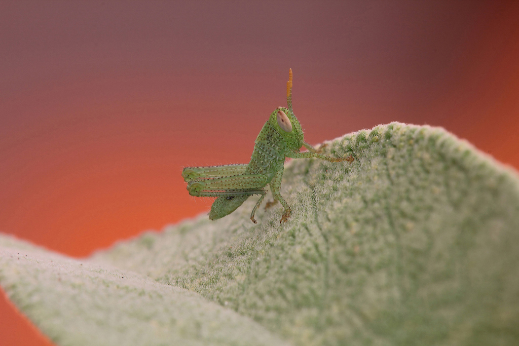 ...Il Gigante Tra Le Onde...!!!