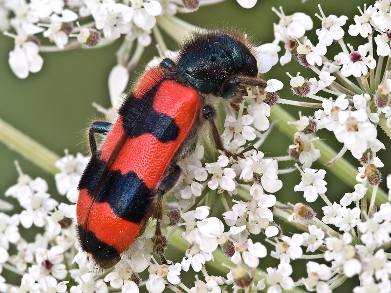 ...rosso..nero...su bianco