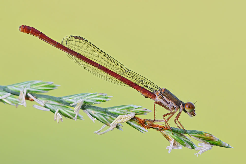 Ceriagrion tenellum