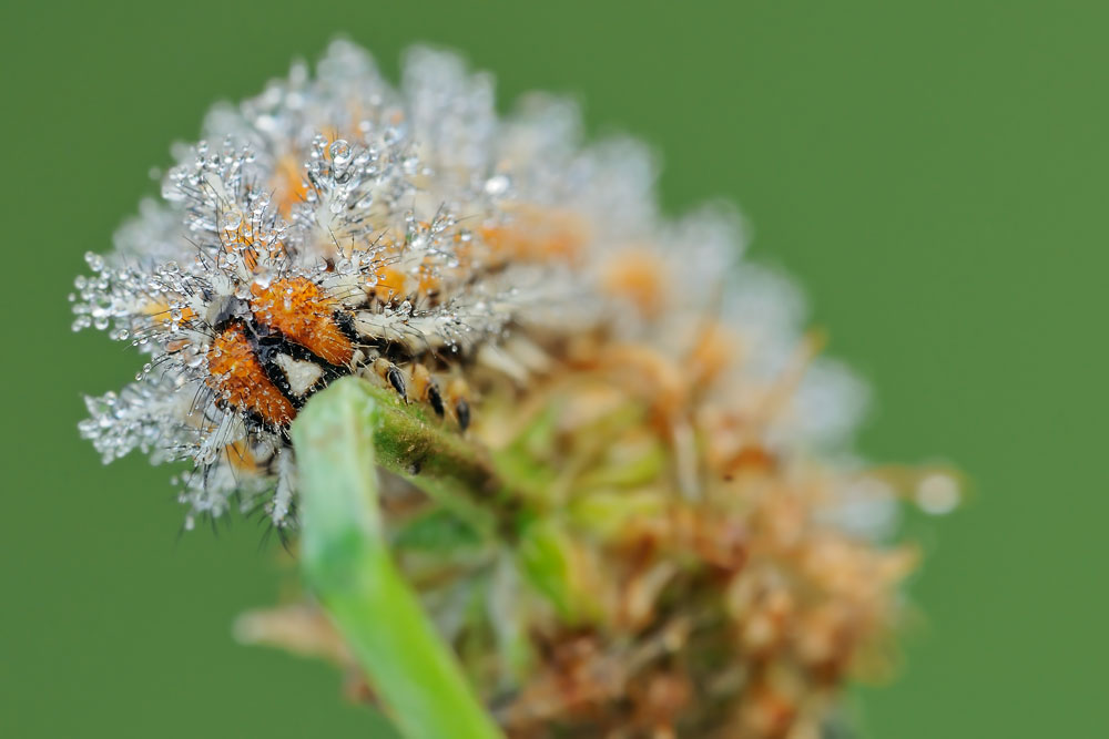 Melitaea didyma