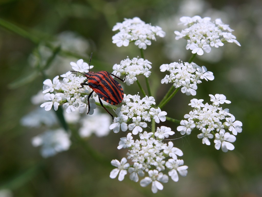 finalmente ti ho beccato.....