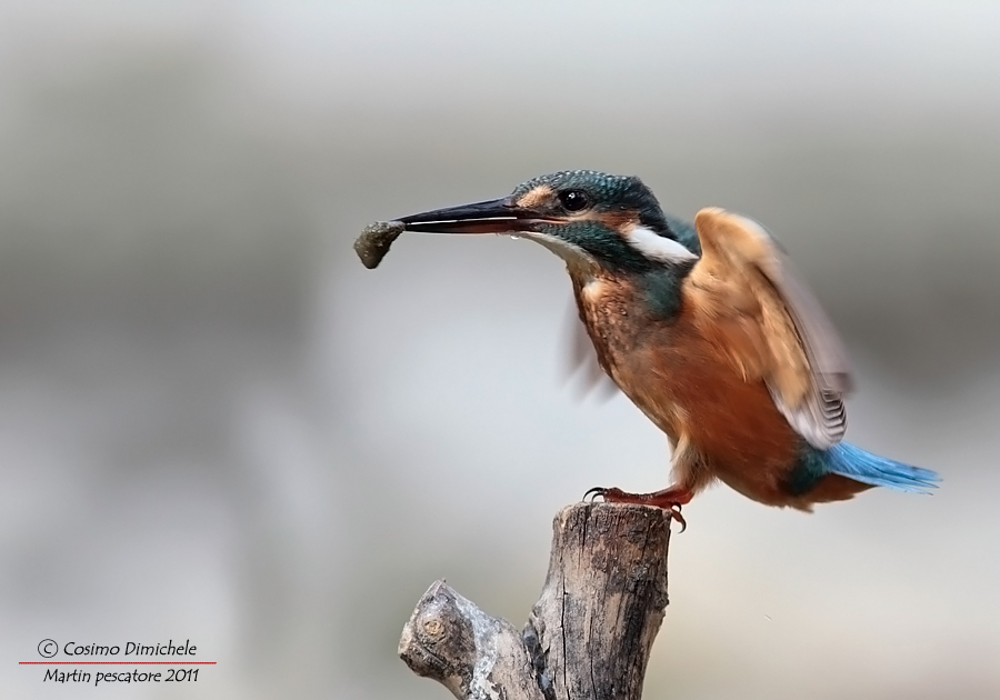 Martin pescatore #2