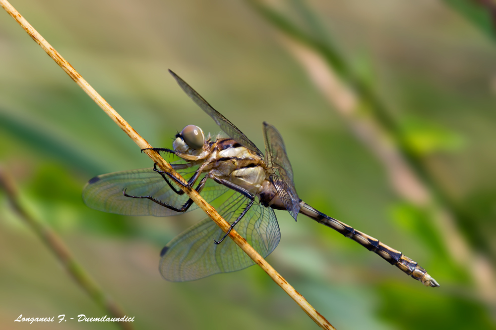 Full Frame!! 3.000 pixel :)