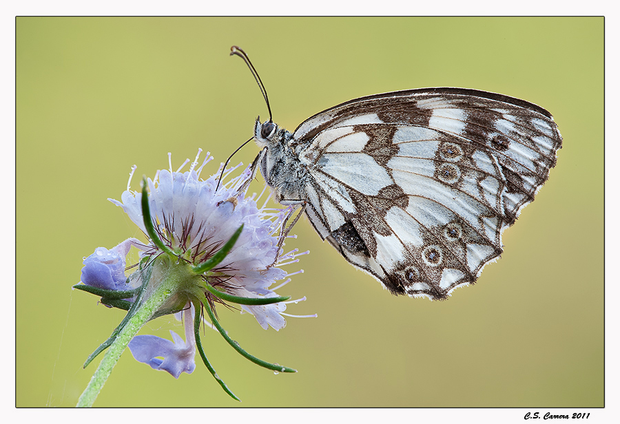 Melanargia Russiae