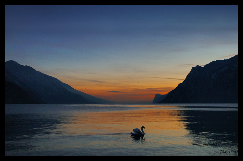 cigno al tramonto