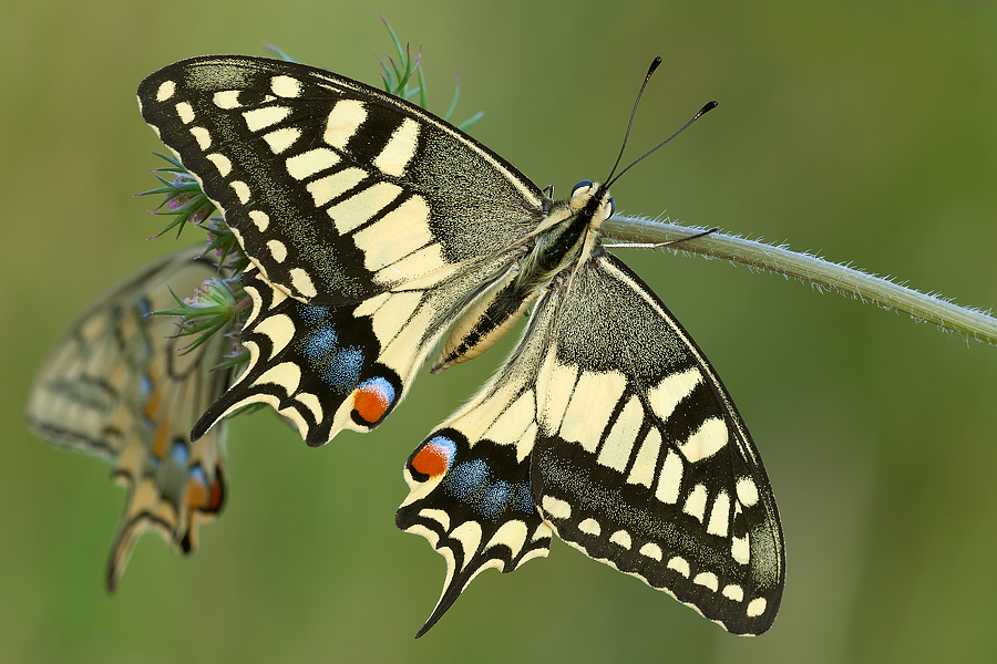 ...mi riscaldo prima io...