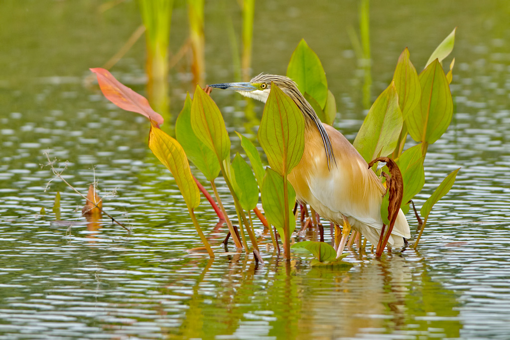 Sgarza ciuffetto   (  Ardeola ralloide )