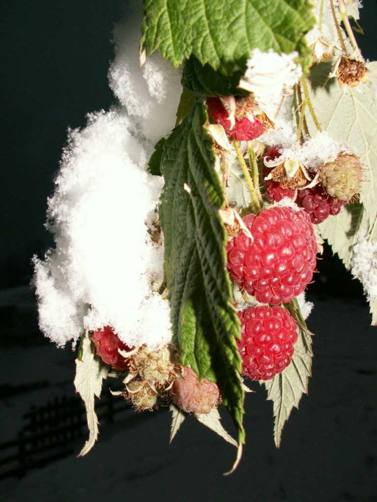 contrasti d'inverno 2