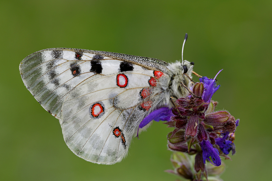 Parnassius Apollo