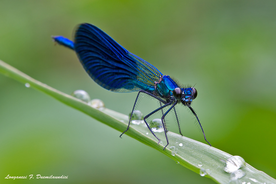 Sguardo cattivo! (calopteryx splendens maschio)