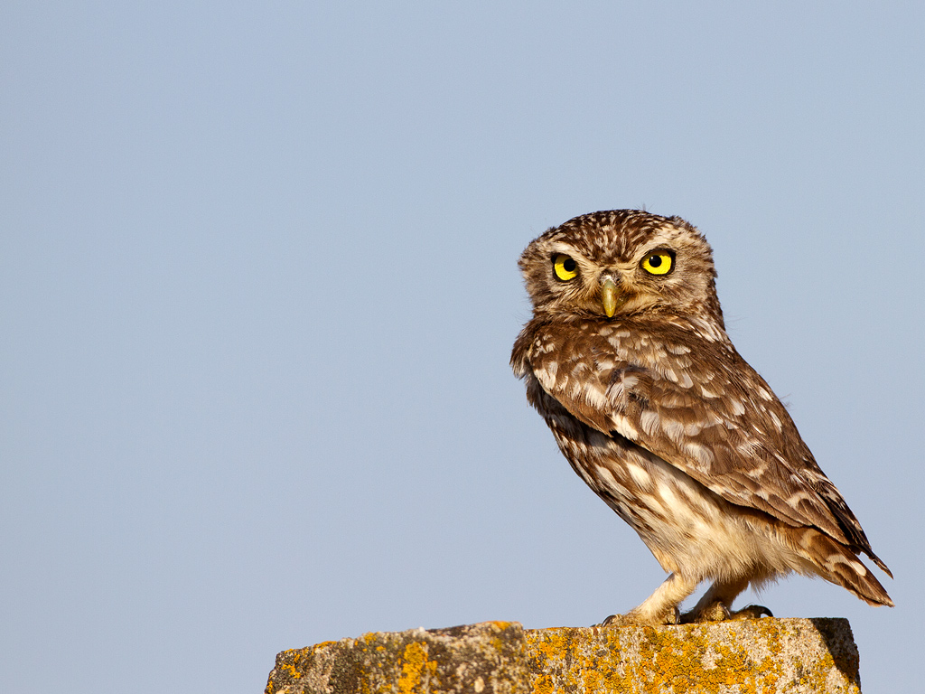 Vener della notte-Athena Noctua