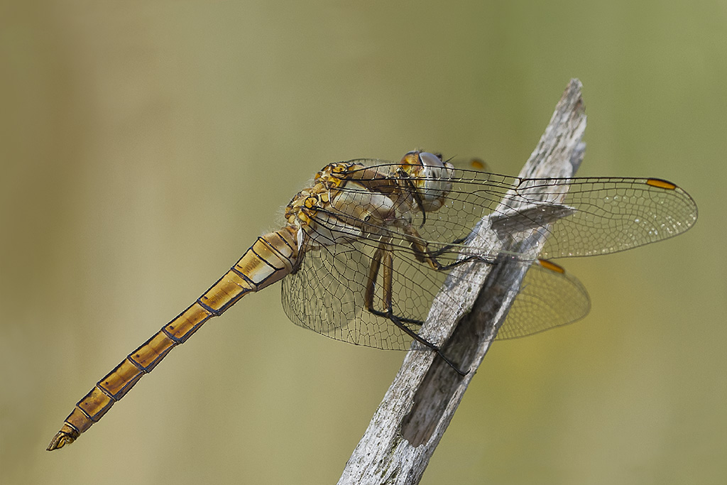Orthetrum brunneum