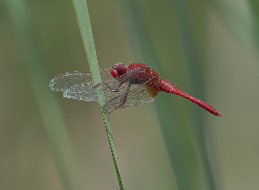 1/500 f5.6 iso400 400mm