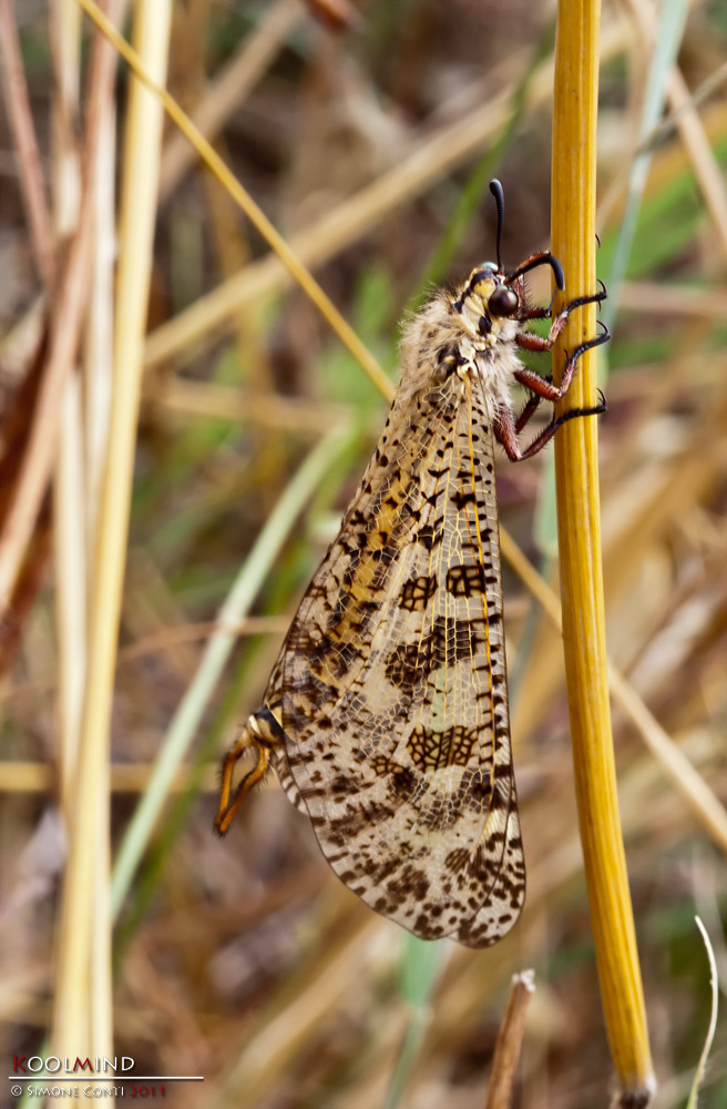 Una brutta foto di un insetto bello
