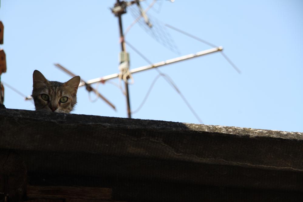 Lass� qualcuno mi guarda