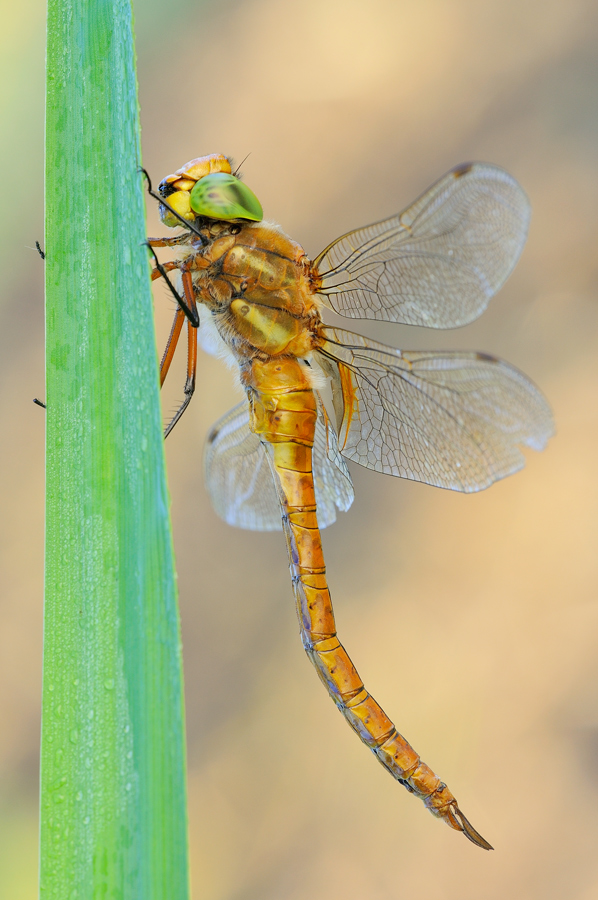 Aeshna isoceles maschio