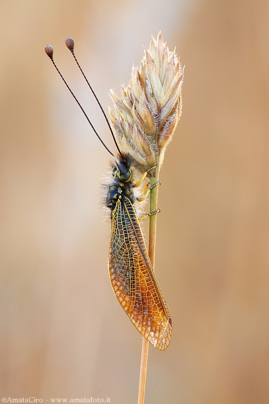 Libelloides siculus (Angelini, 1827) - Neuroptera Ascalaphidae