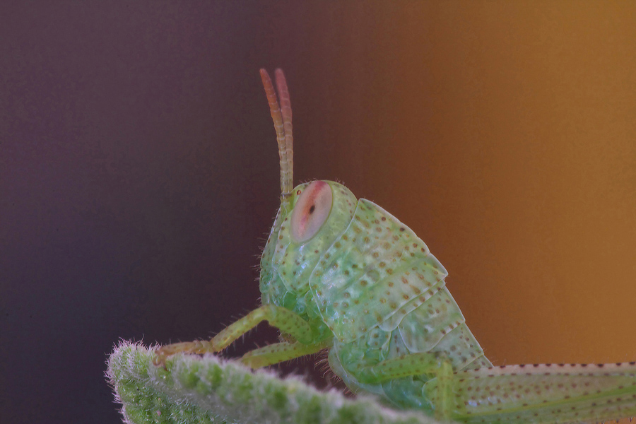 ...Primo Piano...!!!