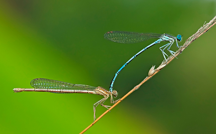 Semplicemente coppia