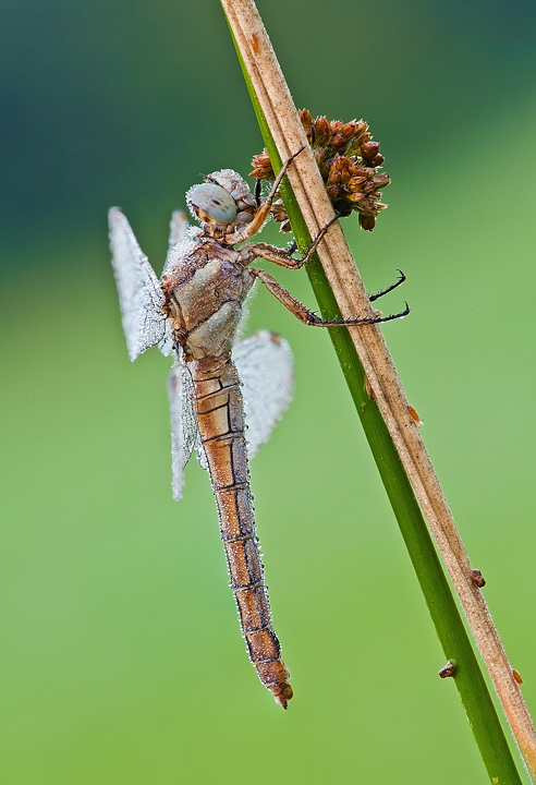 Orthetrum brunneum