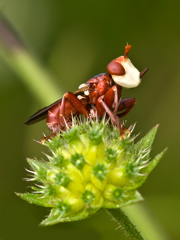 ....faccia...bianca....