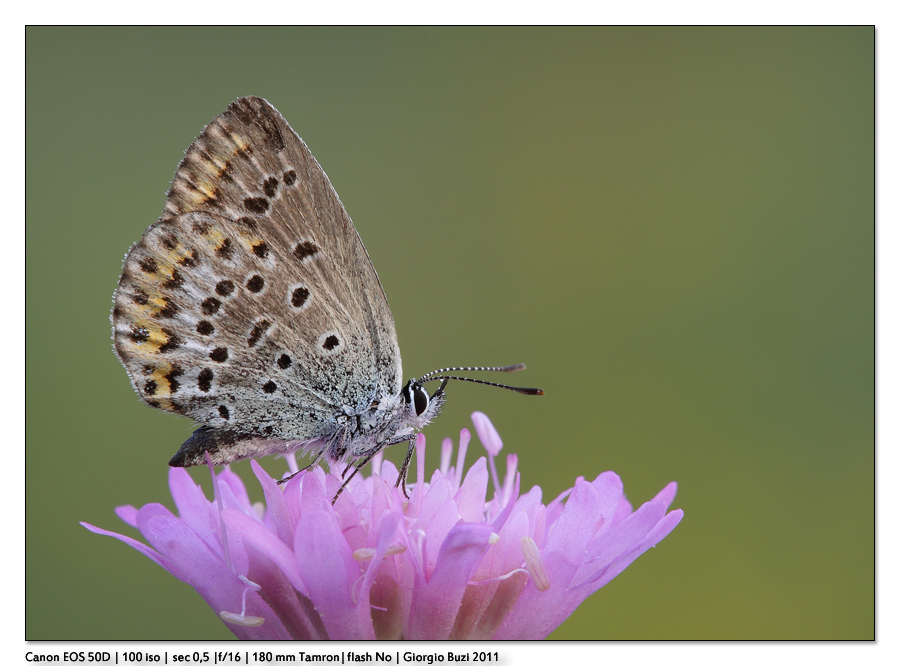 Licenide desaturata...