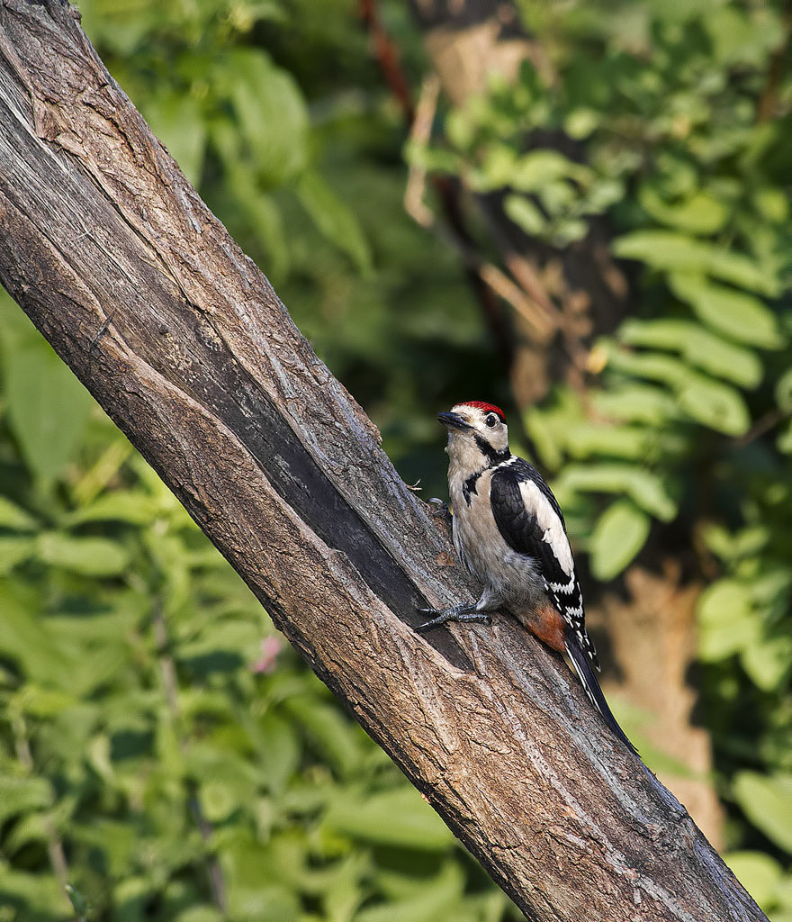 Picchio Rosso Minore