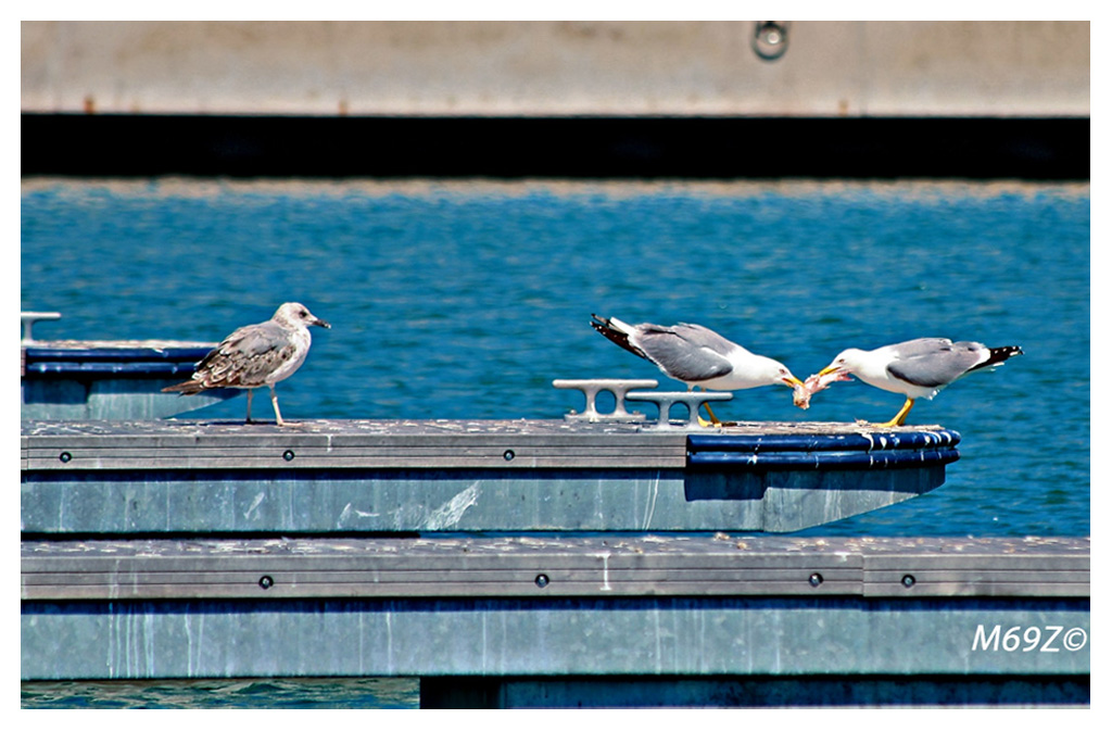 .. e il terzo godr�?