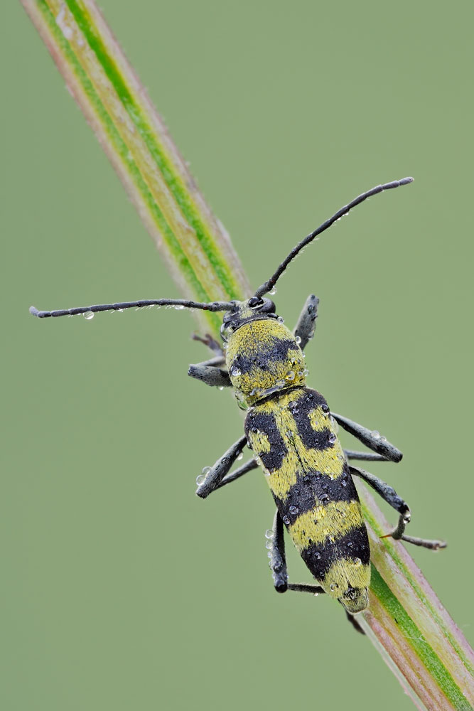 Chlorophorus varius