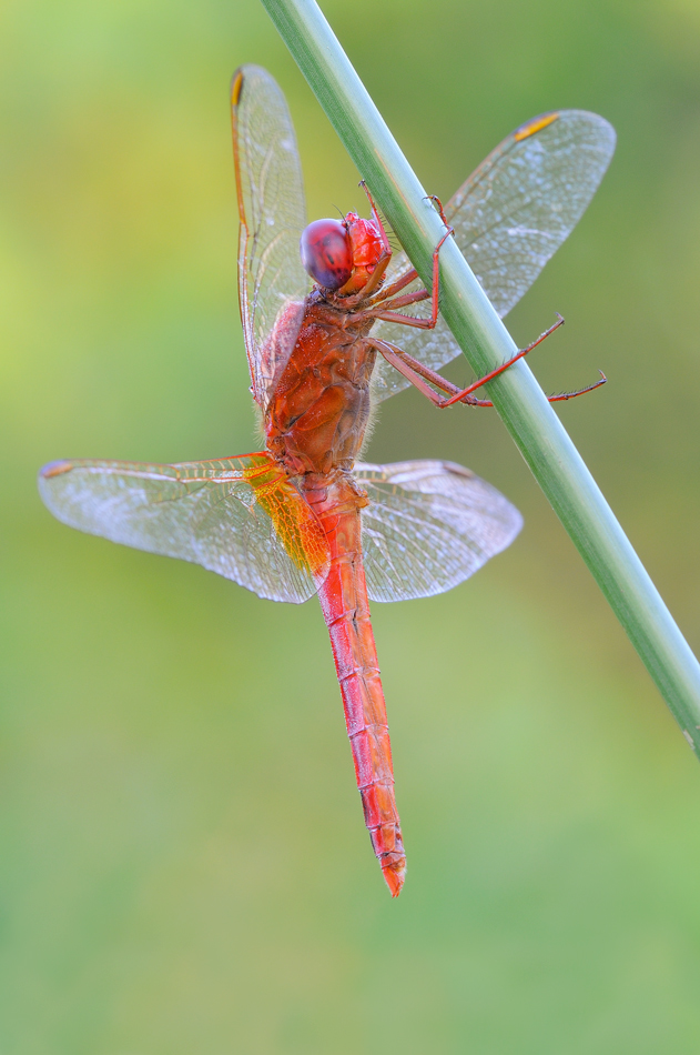 Crocothemis erythraea