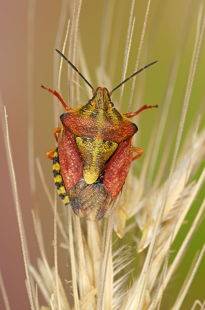 Un pentatomidae nel mirino