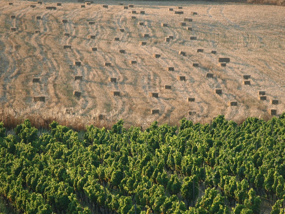 vigna e fieno