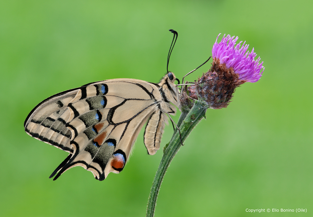 Macaone-(Papilio-machaon)