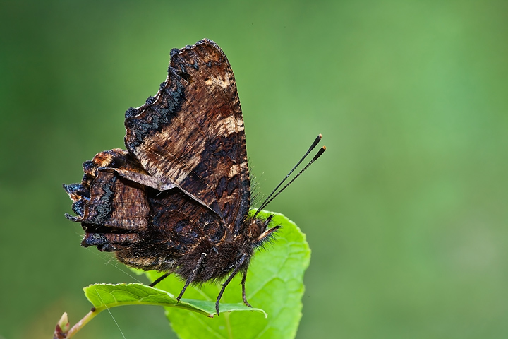 Nymphalis polychloros