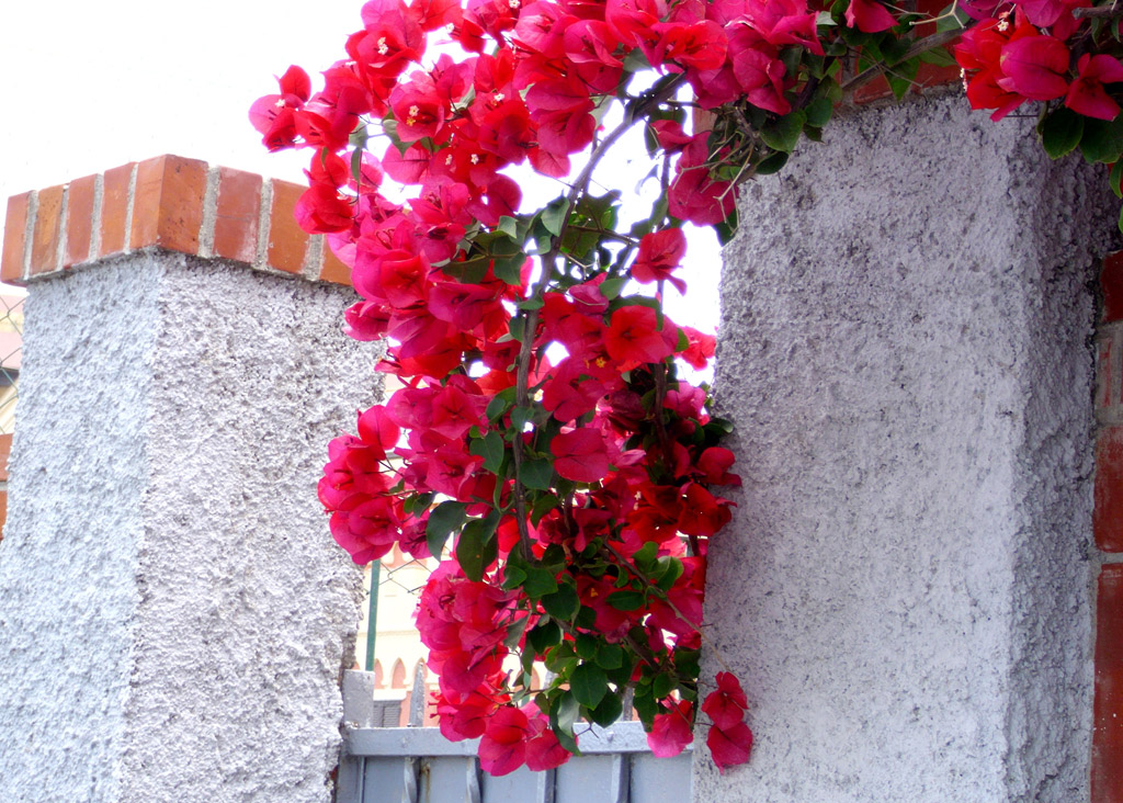 Colori sotto il sole di Albenga