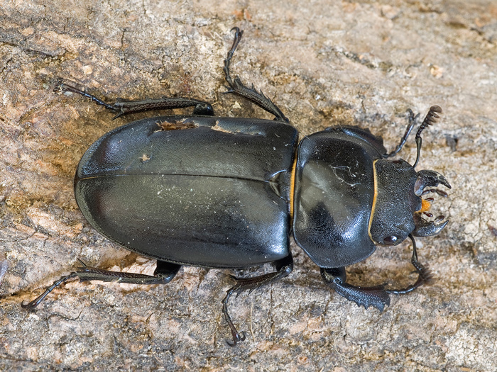 cervo volante femmina