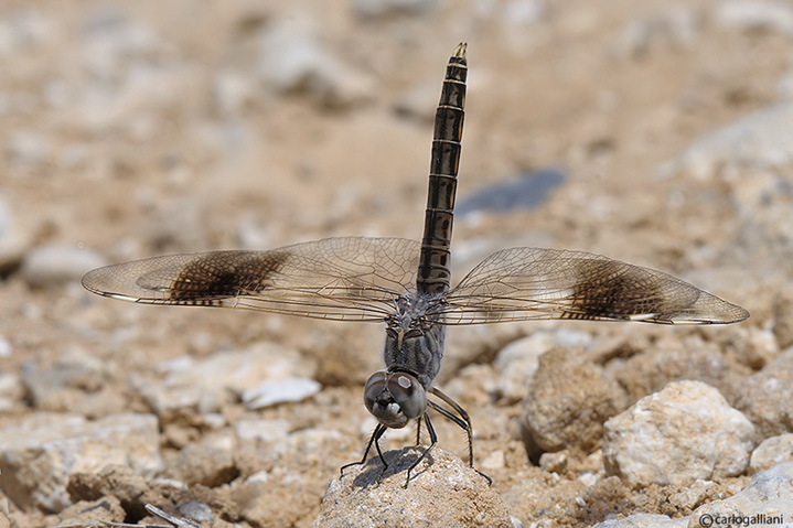 Brachithemys impartita