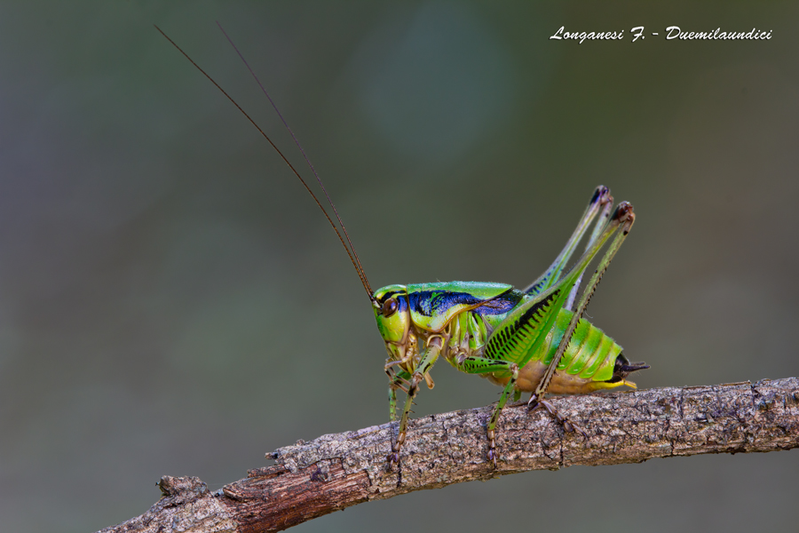 Eupholidoptera cfr. - Full Frame! - (3000 Pixel)